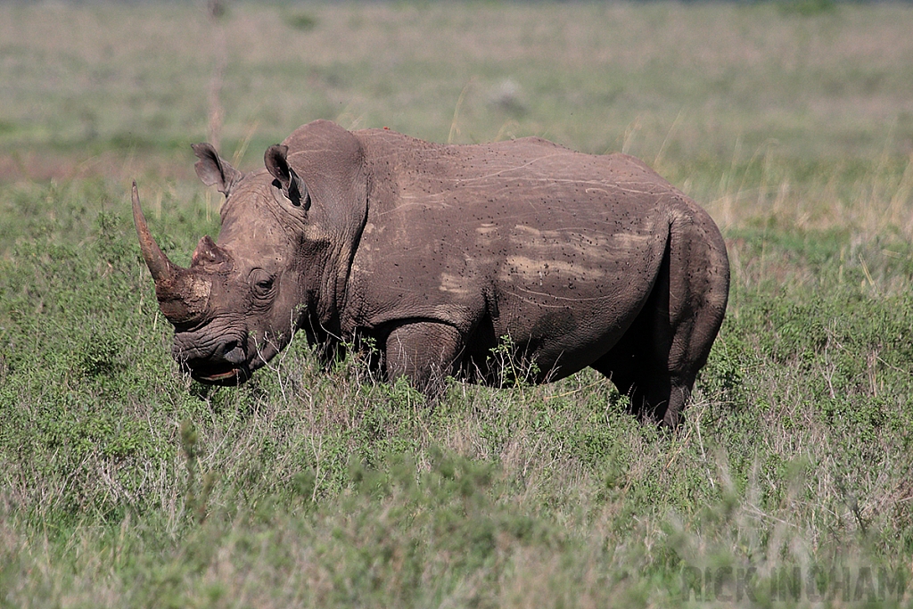 White Rhino
