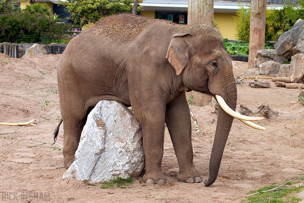 Asian Elephant