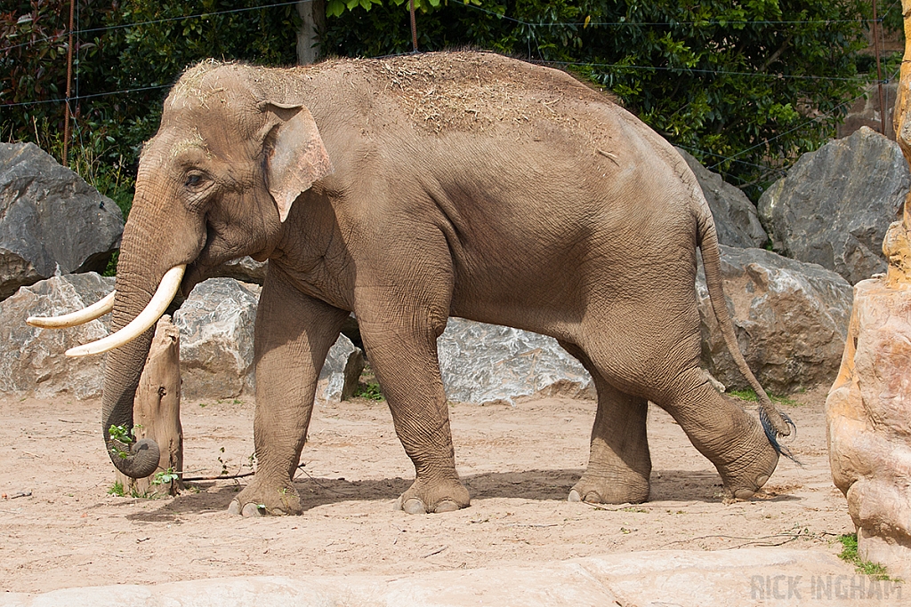 Asian Elephant