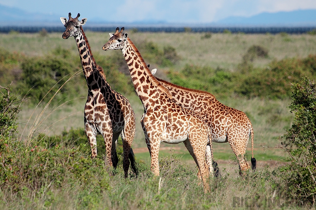 Masai Giraffe