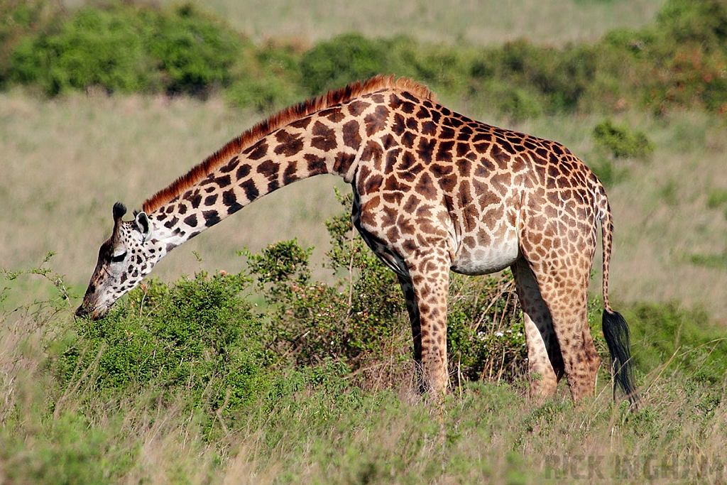 Masai Giraffe