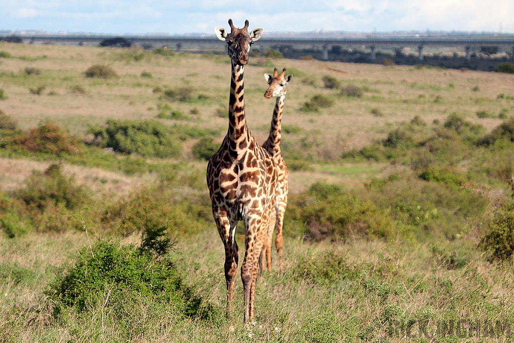 Masai Giraffe