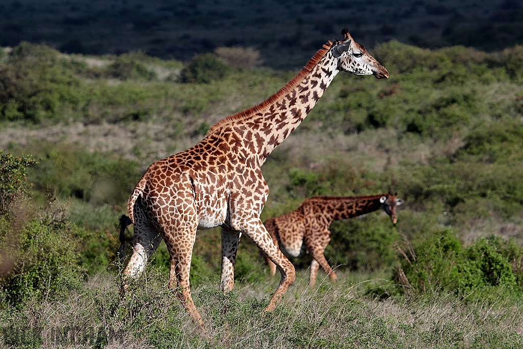 Masai Giraffe