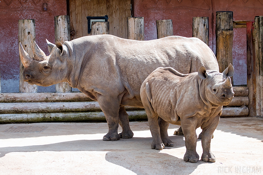 Black Rhino