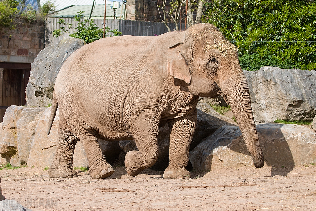 Asian Elephant
