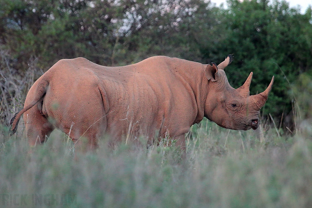 Black Rhino