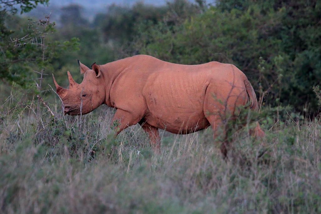 Black Rhino