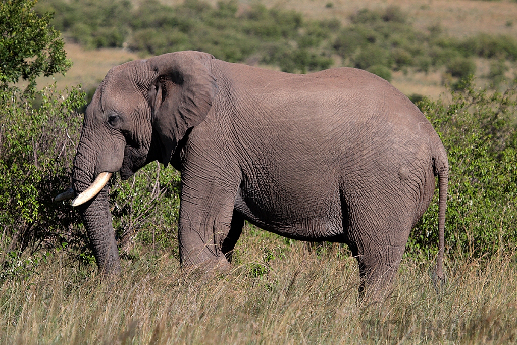 African Elephant