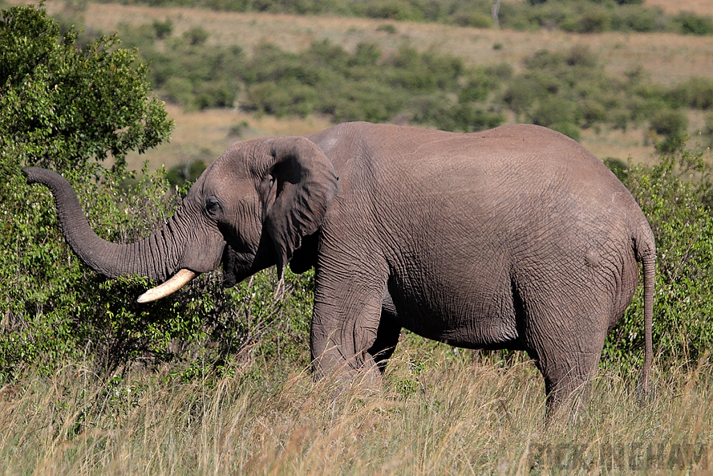 African Elephant