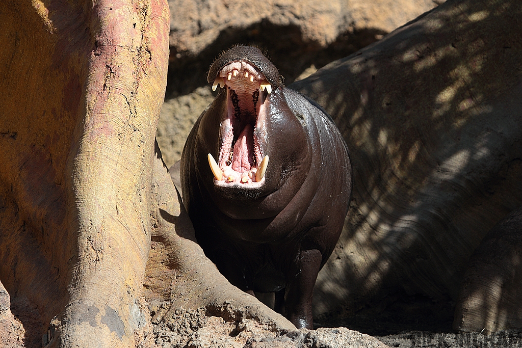 Western Pygmy Hippopotamus