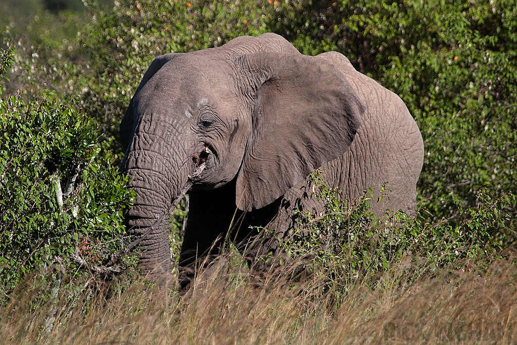 African Elephant