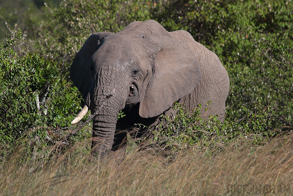 African Elephant