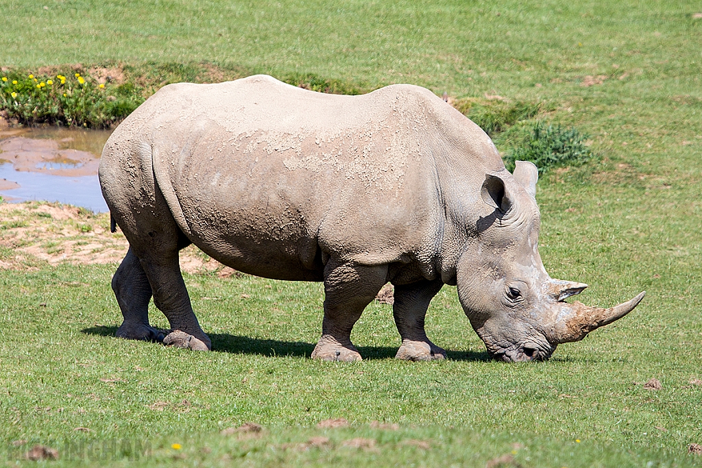 White Rhino