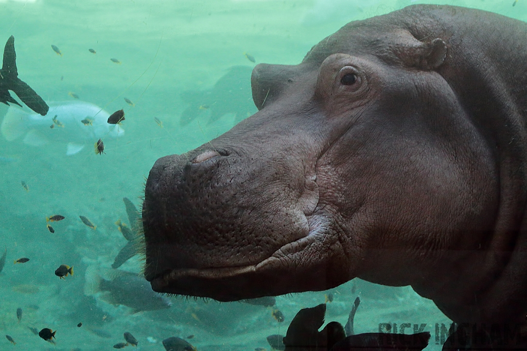 Hippopotamus