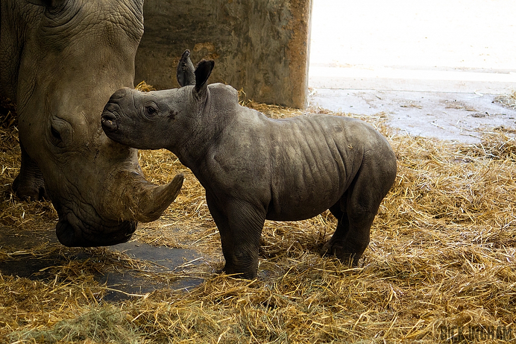 White Rhino