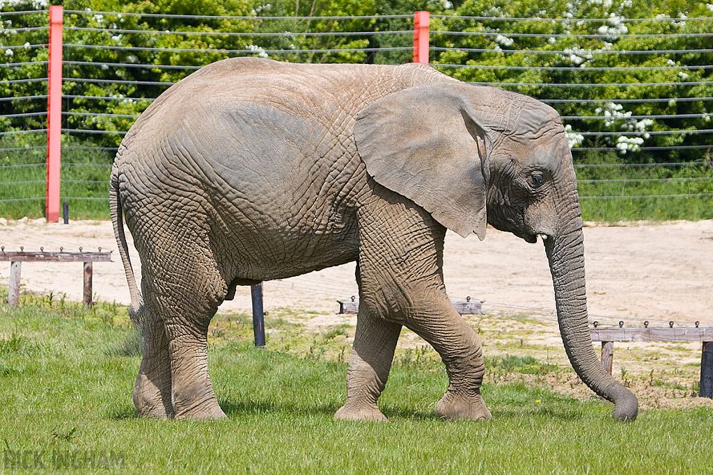 African Elephant