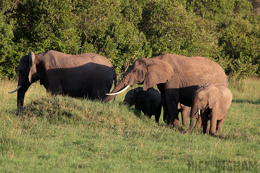 African Elephant