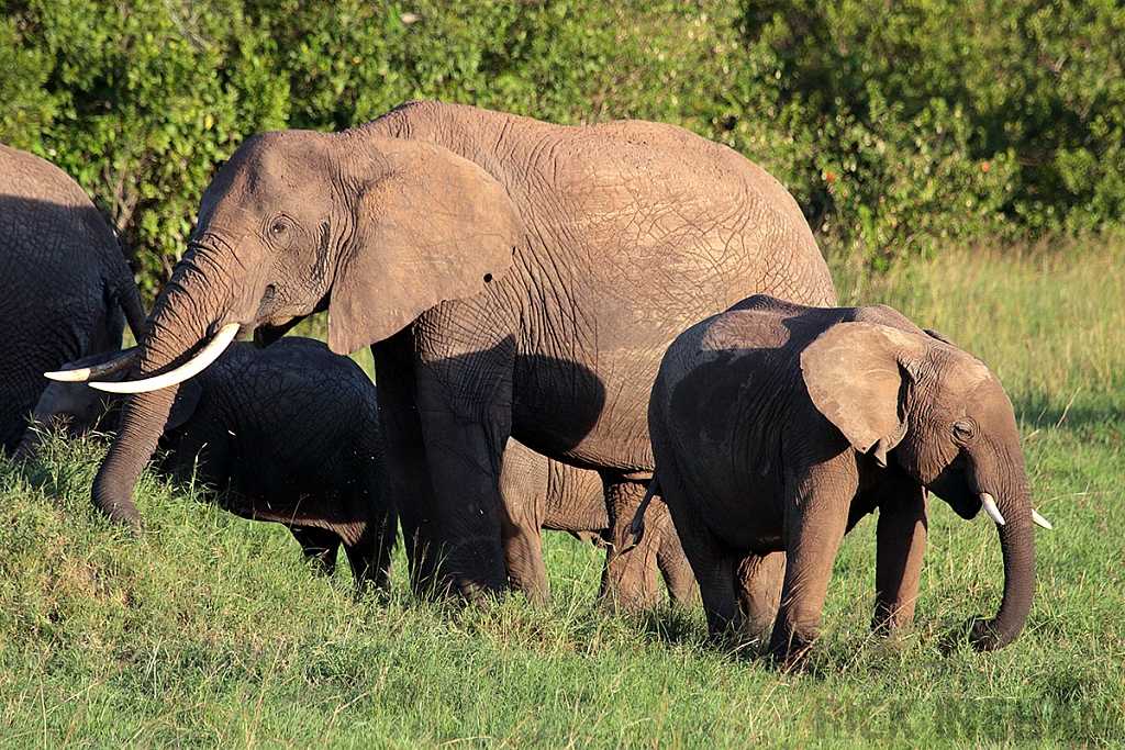 African Elephant