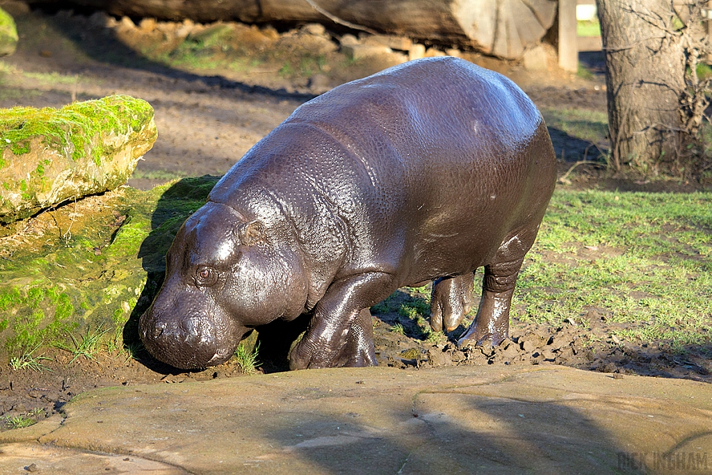 Pygmy Hippopotamus