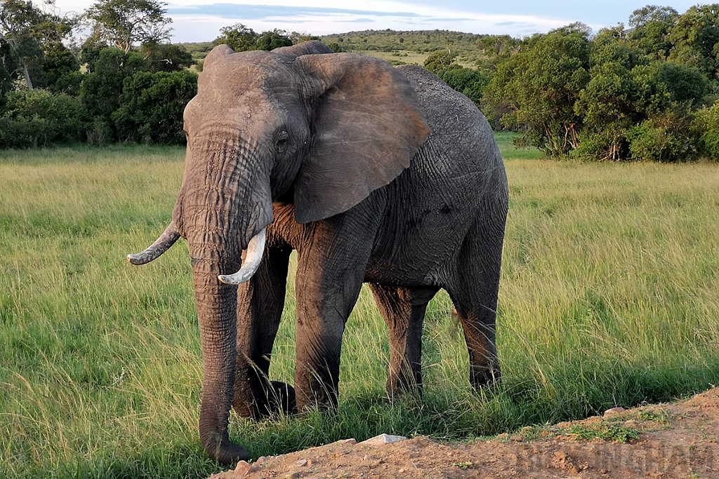 African Elephant