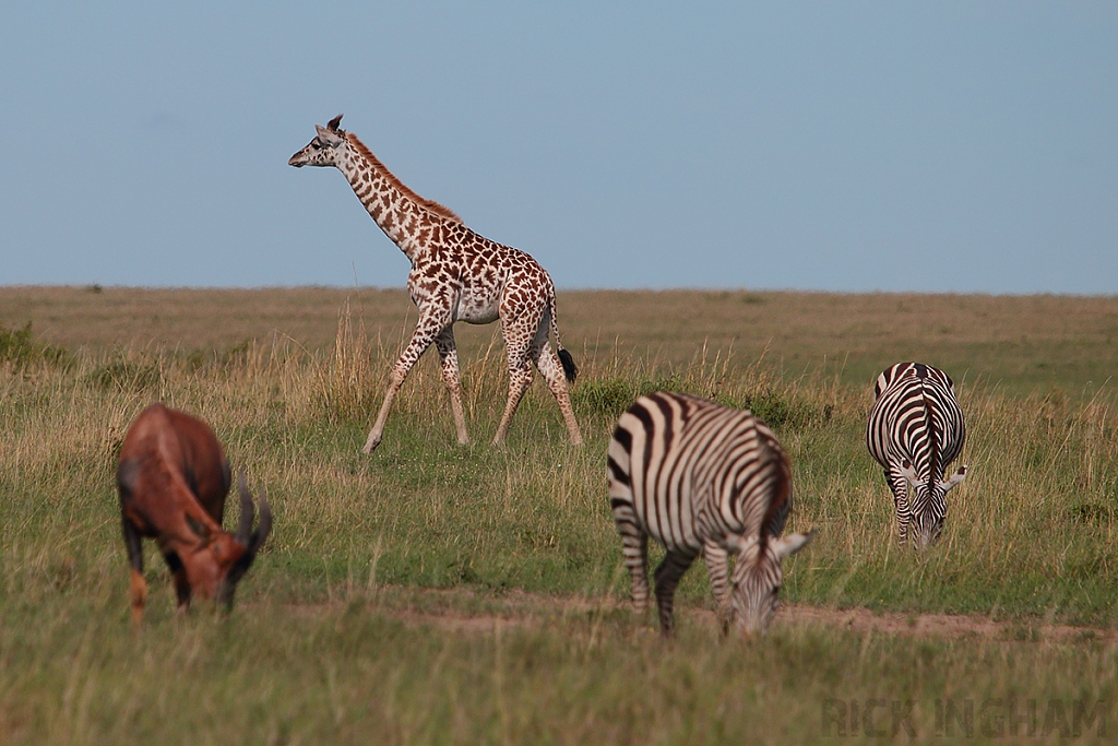 Masai Giraffe