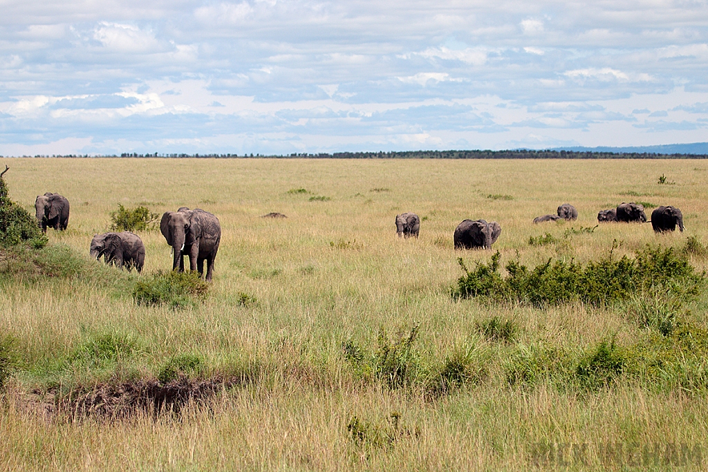 African Elephant