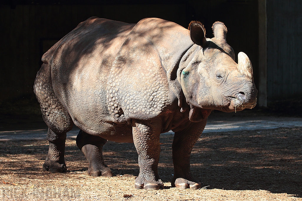 Indian Rhino
