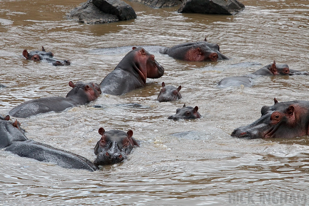 Hippopotamus
