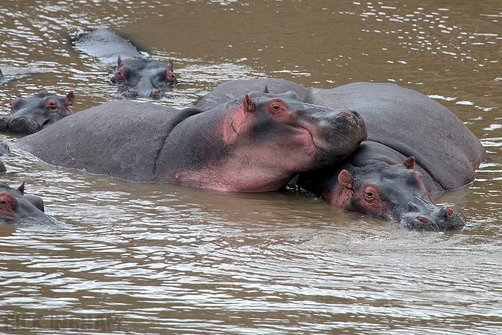 Hippopotamus