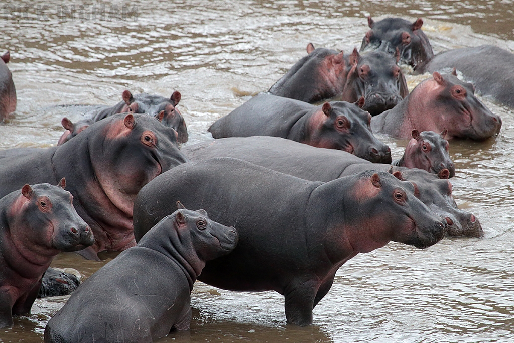 Hippopotamus