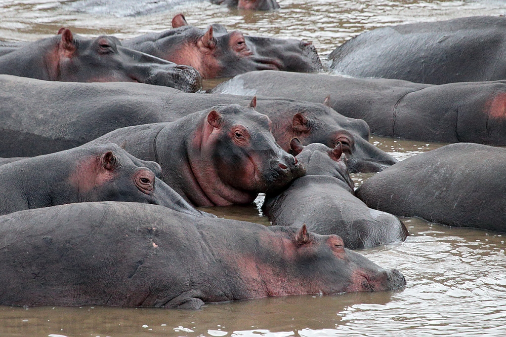 Hippopotamus