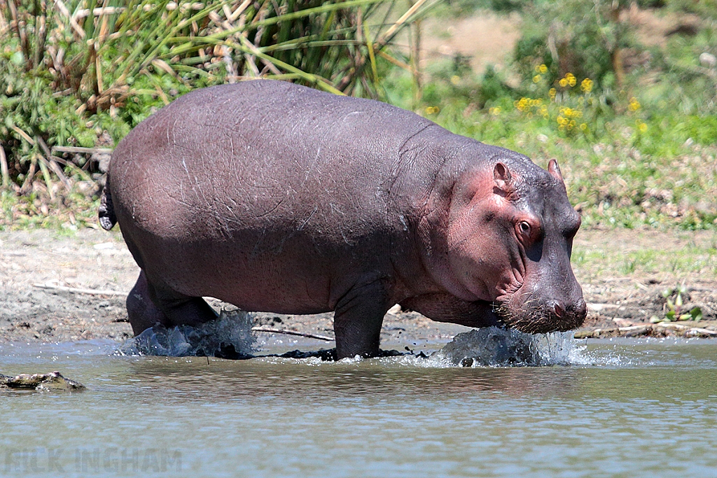 Hippopotamus