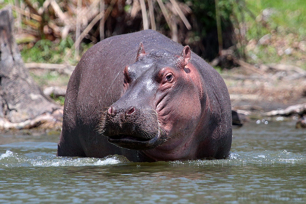 Hippopotamus