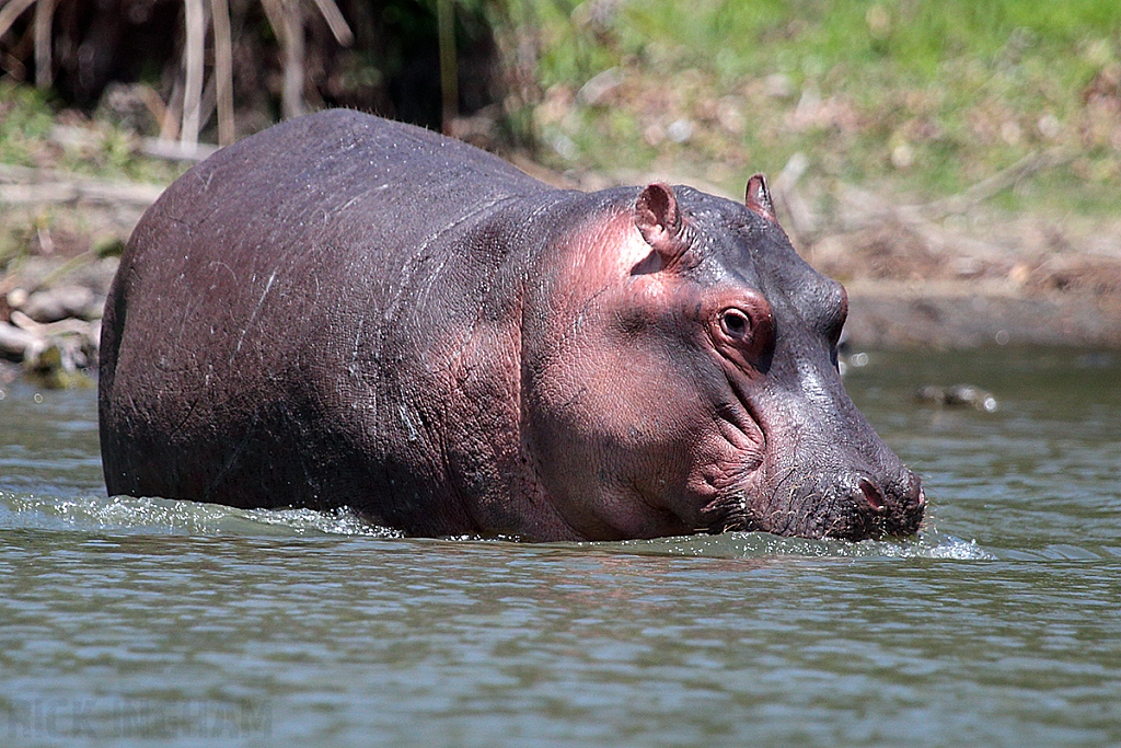 Hippopotamus