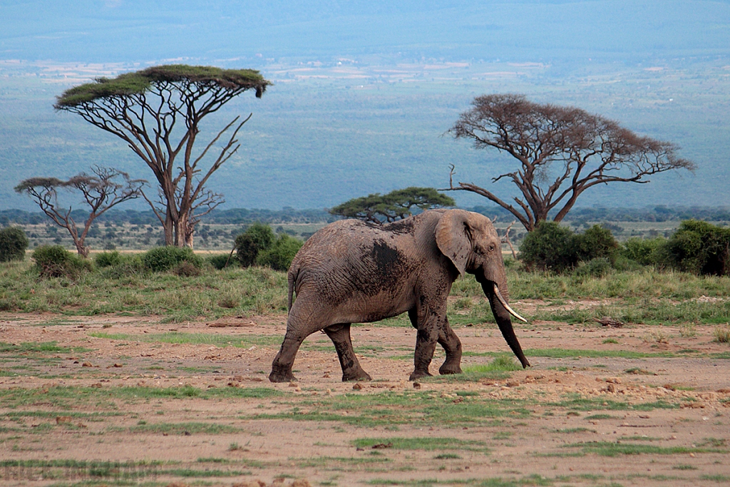African Elephant