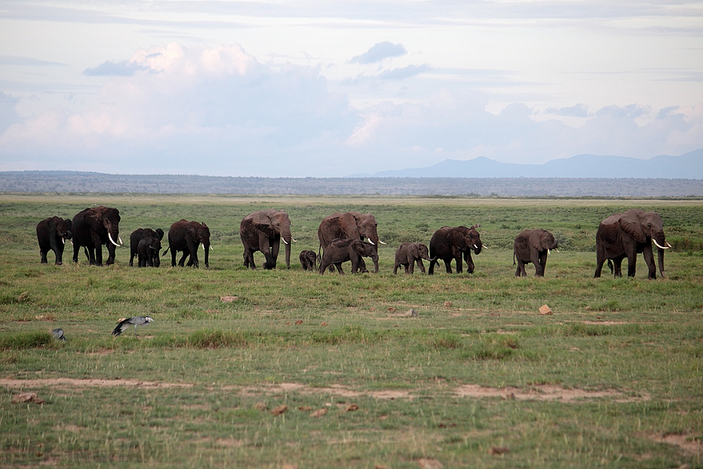 African Elephant