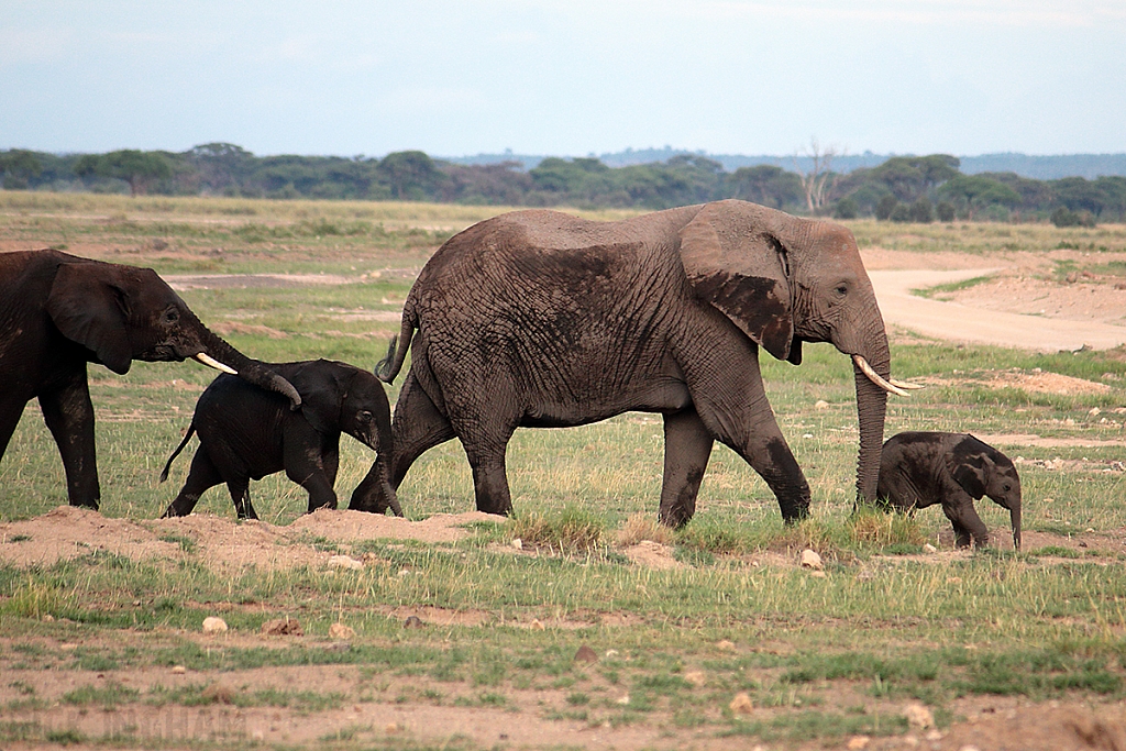 African Elephant