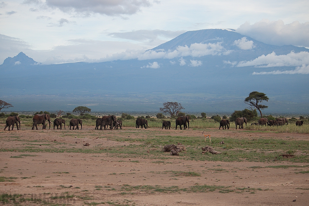 African Elephant
