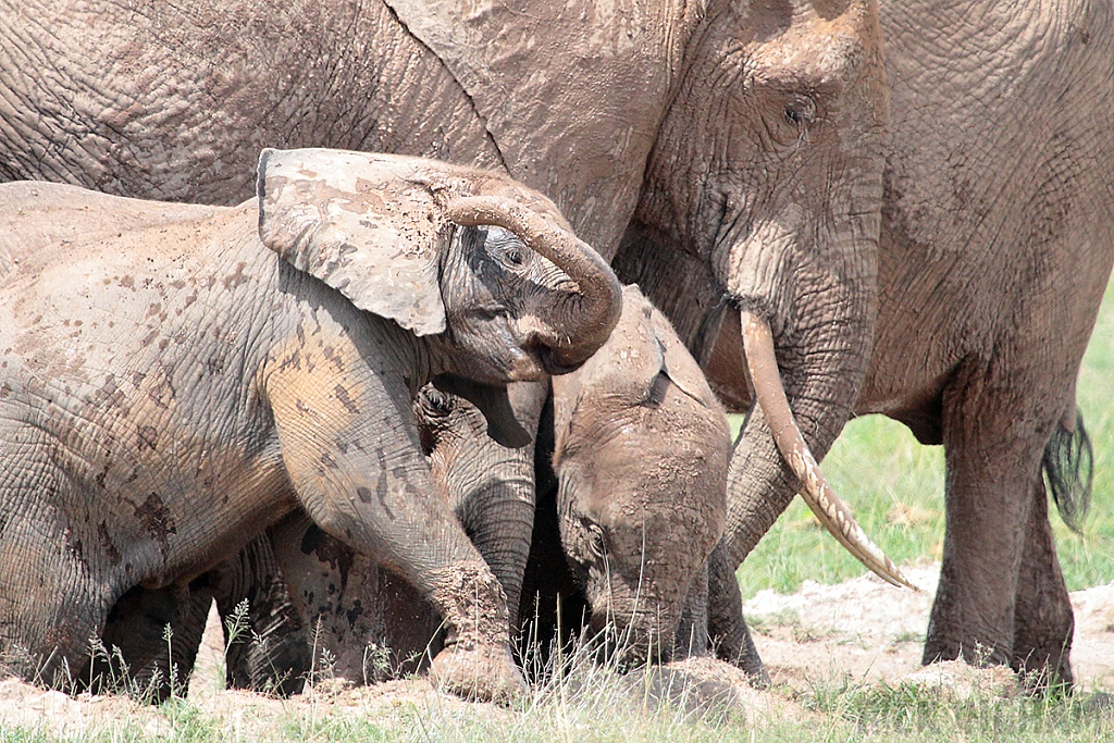 African Elephant