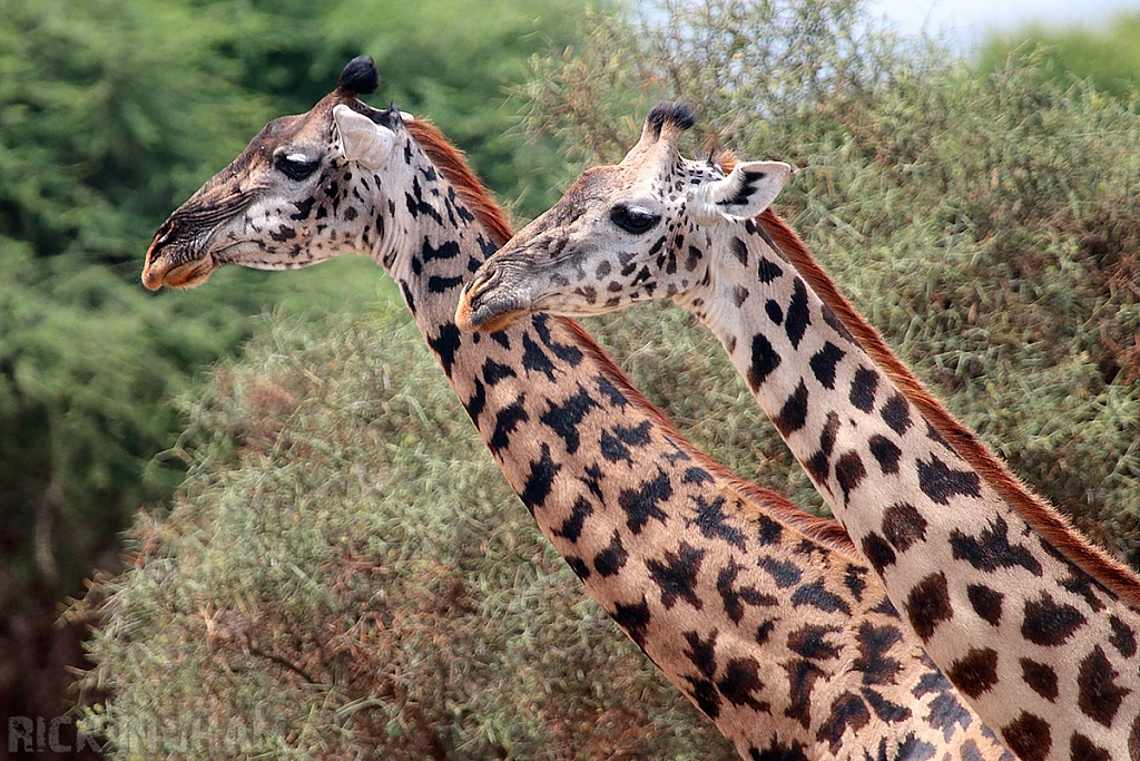 Masai Giraffe