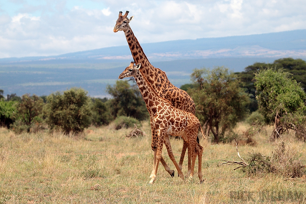 Masai Giraffe