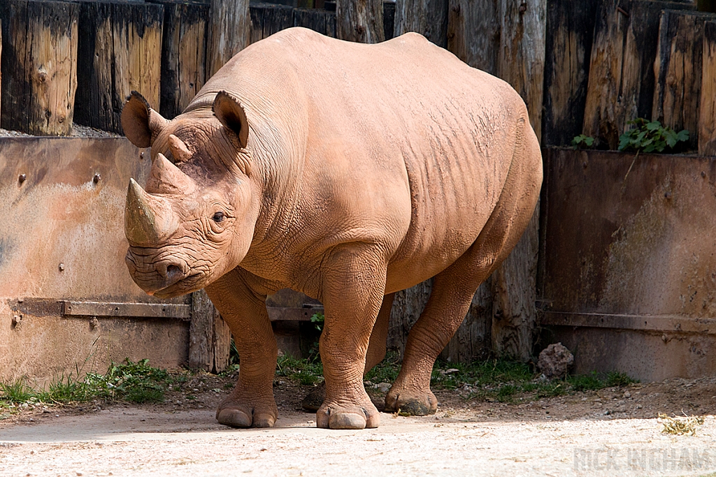 Black Rhino