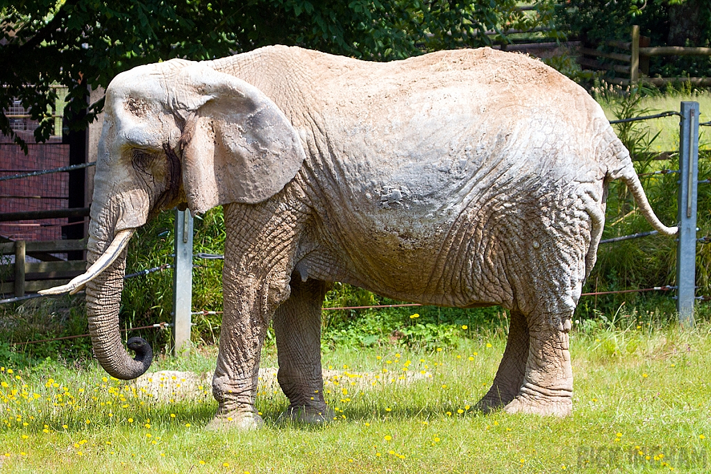 African Elephant