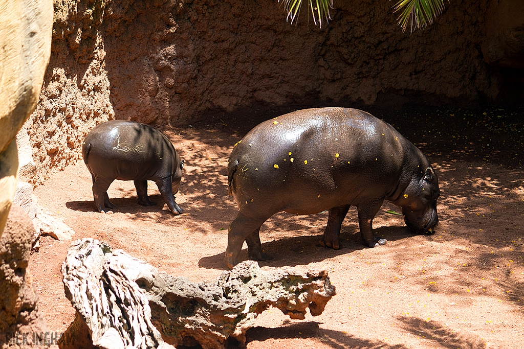 Pygmy Hippopotamus