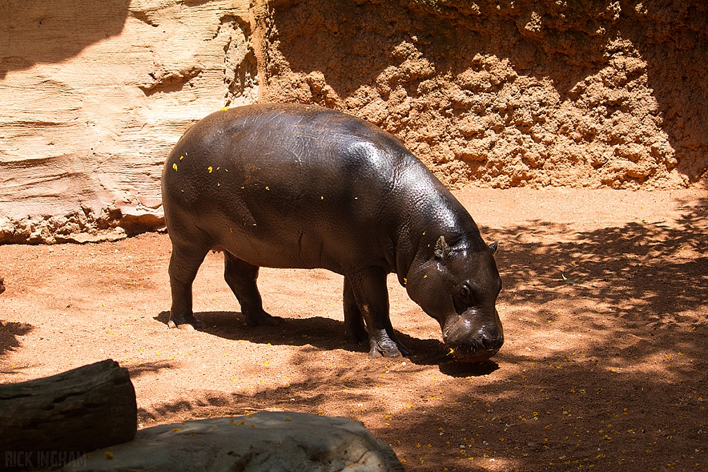 Pygmy Hippopotamus