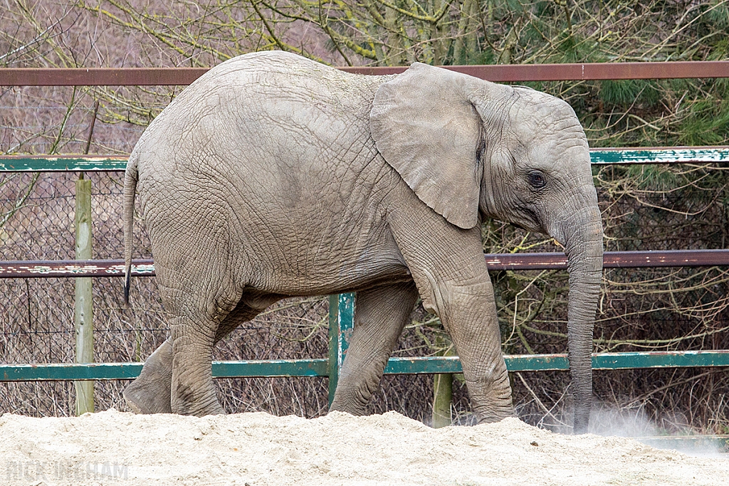 African Elephant