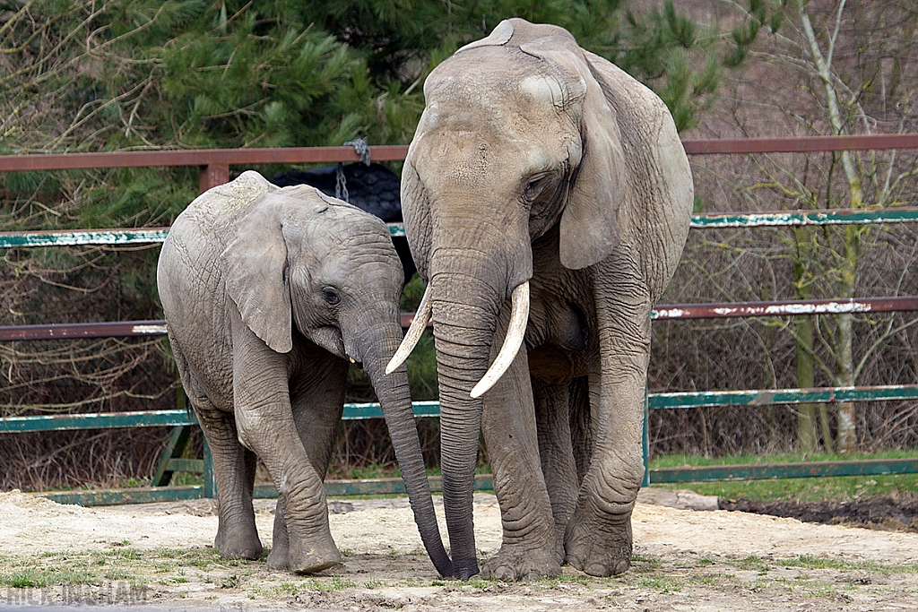 African Elephant
