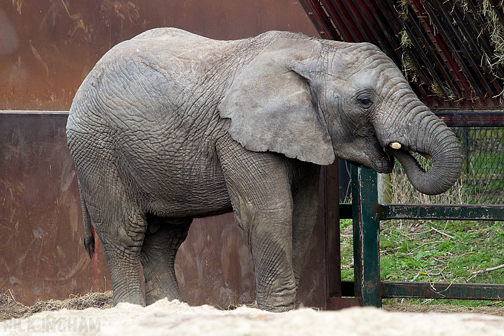 African Elephant