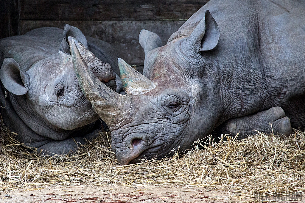 Eastern Black Rhinoceros