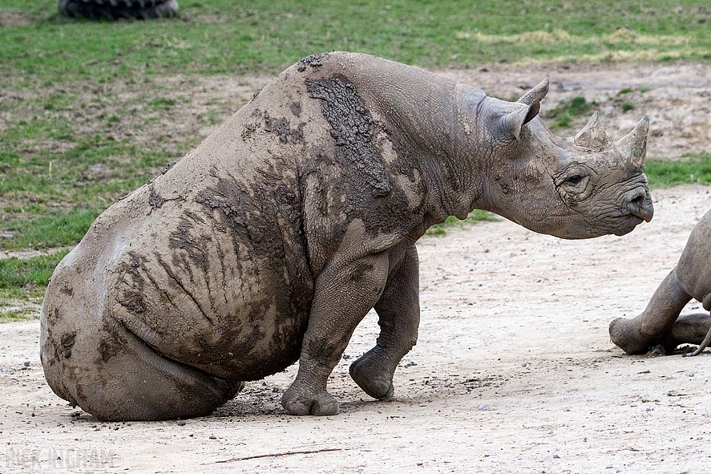 Eastern Black Rhinoceros